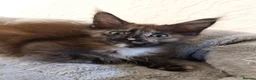 Maine Coon cats for sale: TICA Reg Maine Coon Kittens. Red. Tortie. White - Advert 9