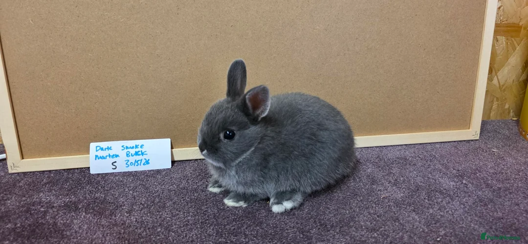 Netherland Dwarf rabbits for sale: Netherland dwarfs ready for new homes - Advert 2