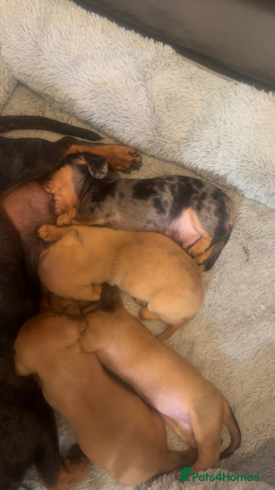 Miniature Dachshund dogs for sale: Gorgeous mini dachshunds - Image 5