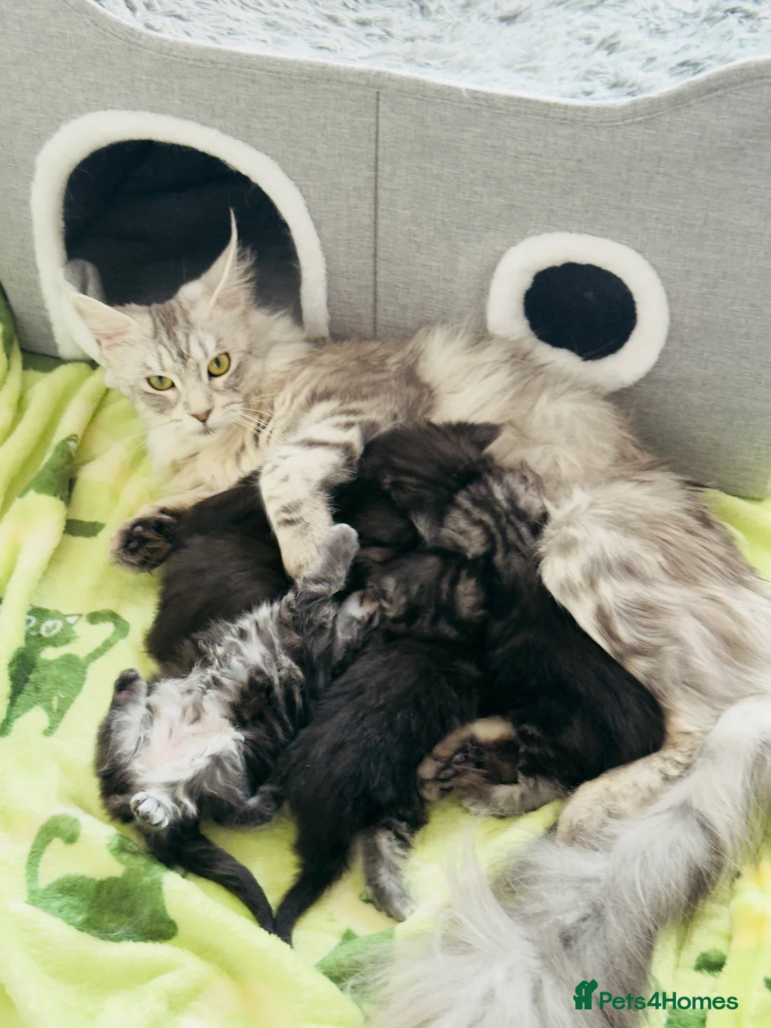 Maine Coon cats for sale: 🐾 Stunning Maine Coon Kittens🐾 - Advert 2