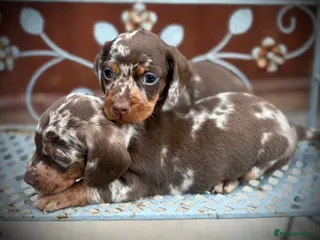 Dachshund dogs BEAUTIFUL DACHSHUND PUPS READY TO LEAVE🐶 - Advert 4