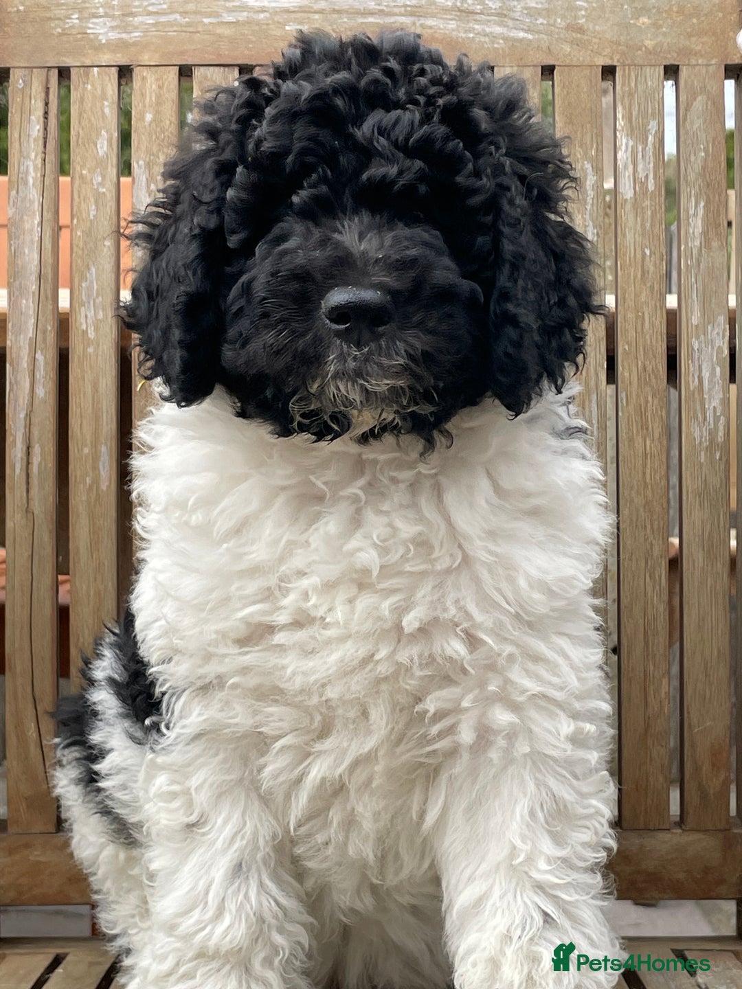 Standard Poodle dogs for sale: Standard Poodle x St Berdoodle  - Image 7