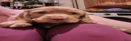 Cocker Spaniel dogs for sale: Chunky cocker spaniel puppies - Advert 4