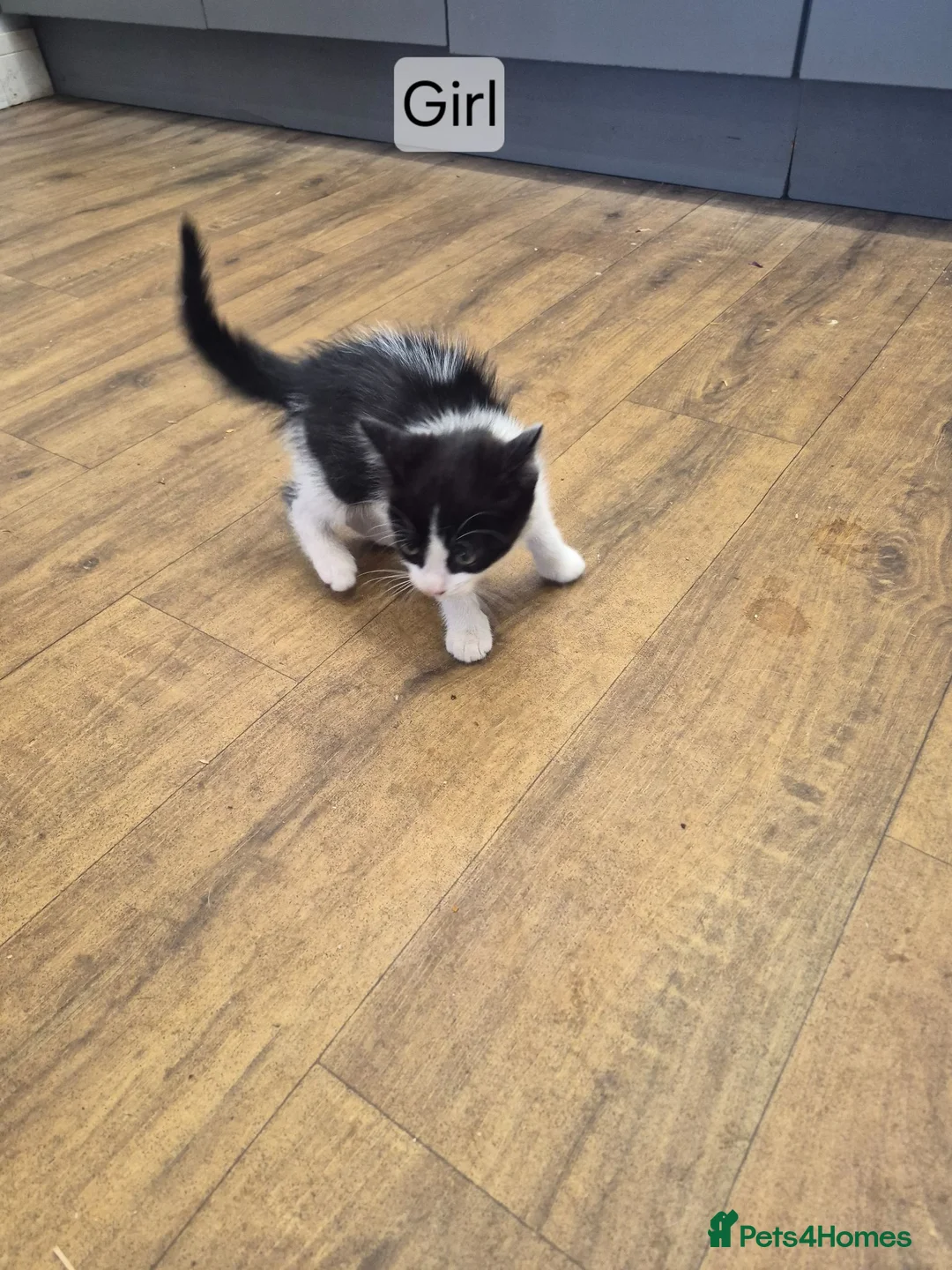 Mixed Breed cats for sale: Kittens for sale  - Advert 4