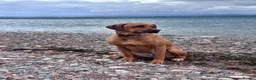Rhodesian Ridgeback dogs for sale: Looking for new home for Nala - Advert 9