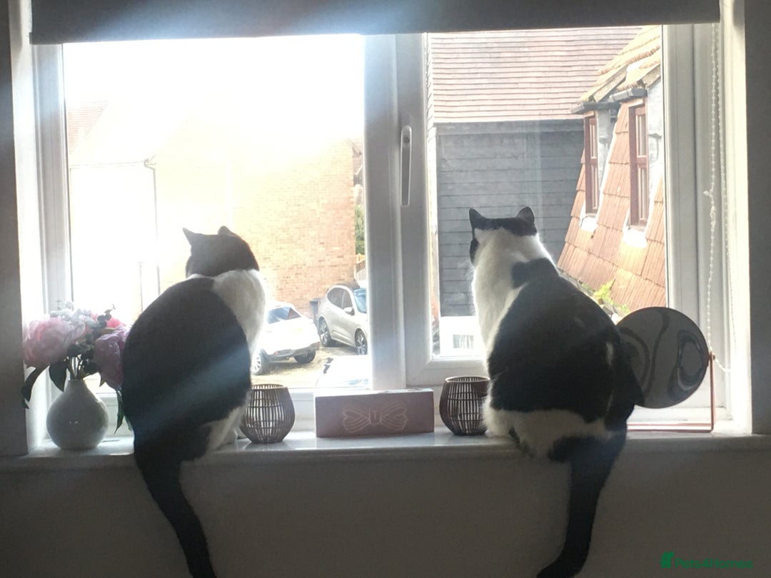 Domestic Shorthair cats for sale: 2 black & white sisters  - Advert 1