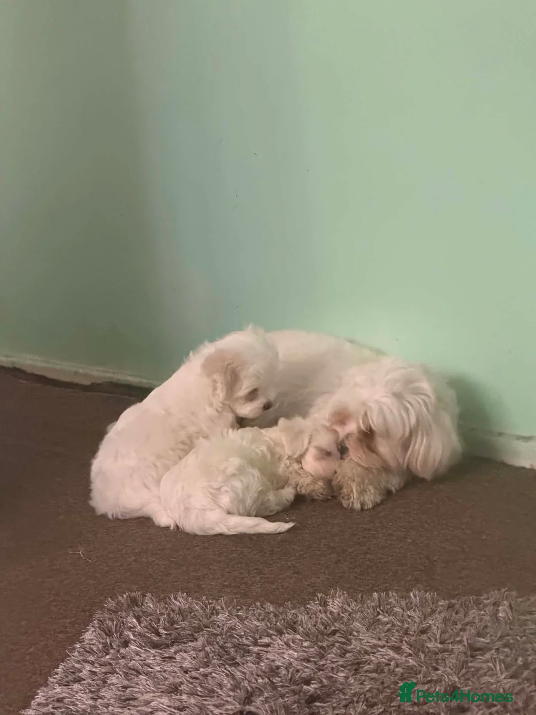 Bichon Frise dogs for sale: Puppy for sale  - Advert 1
