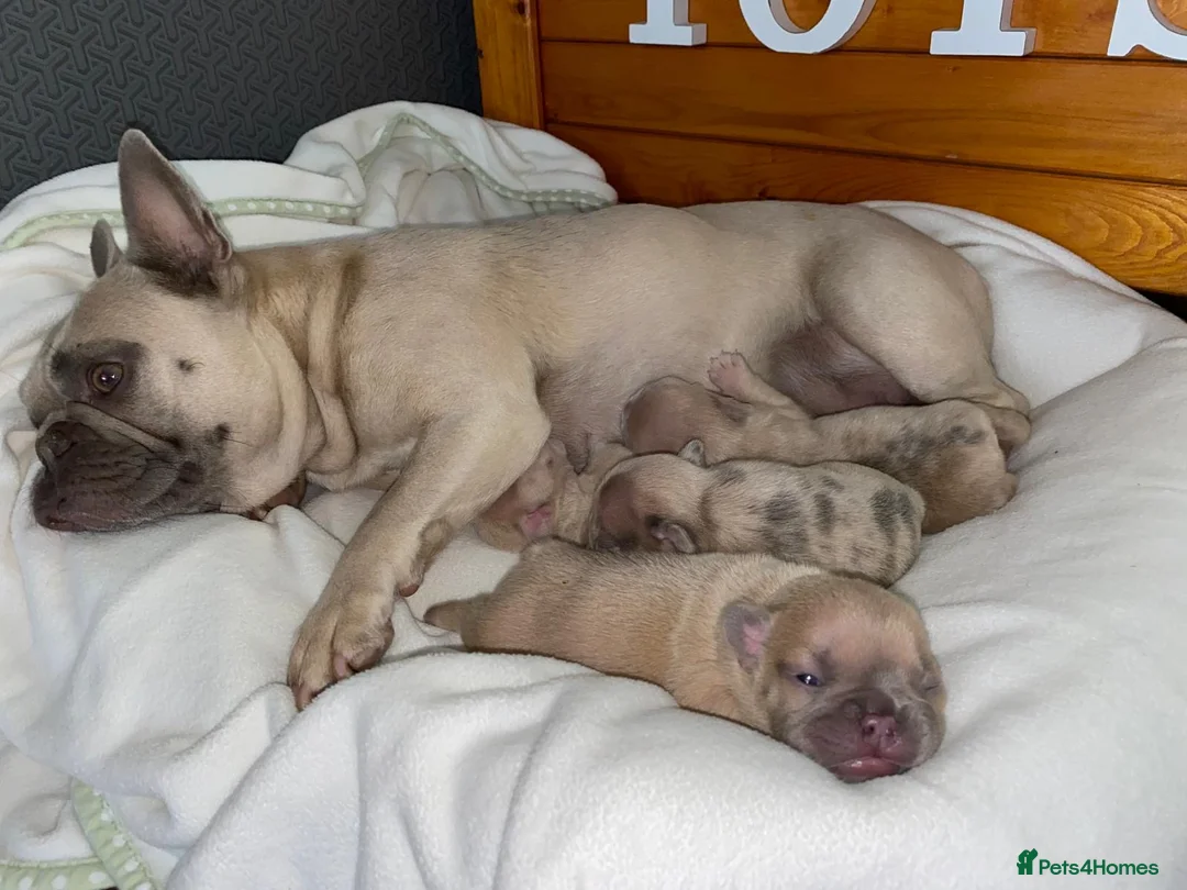 French Bulldog dogs for sale: Female merle french bulldog  - Advert 2