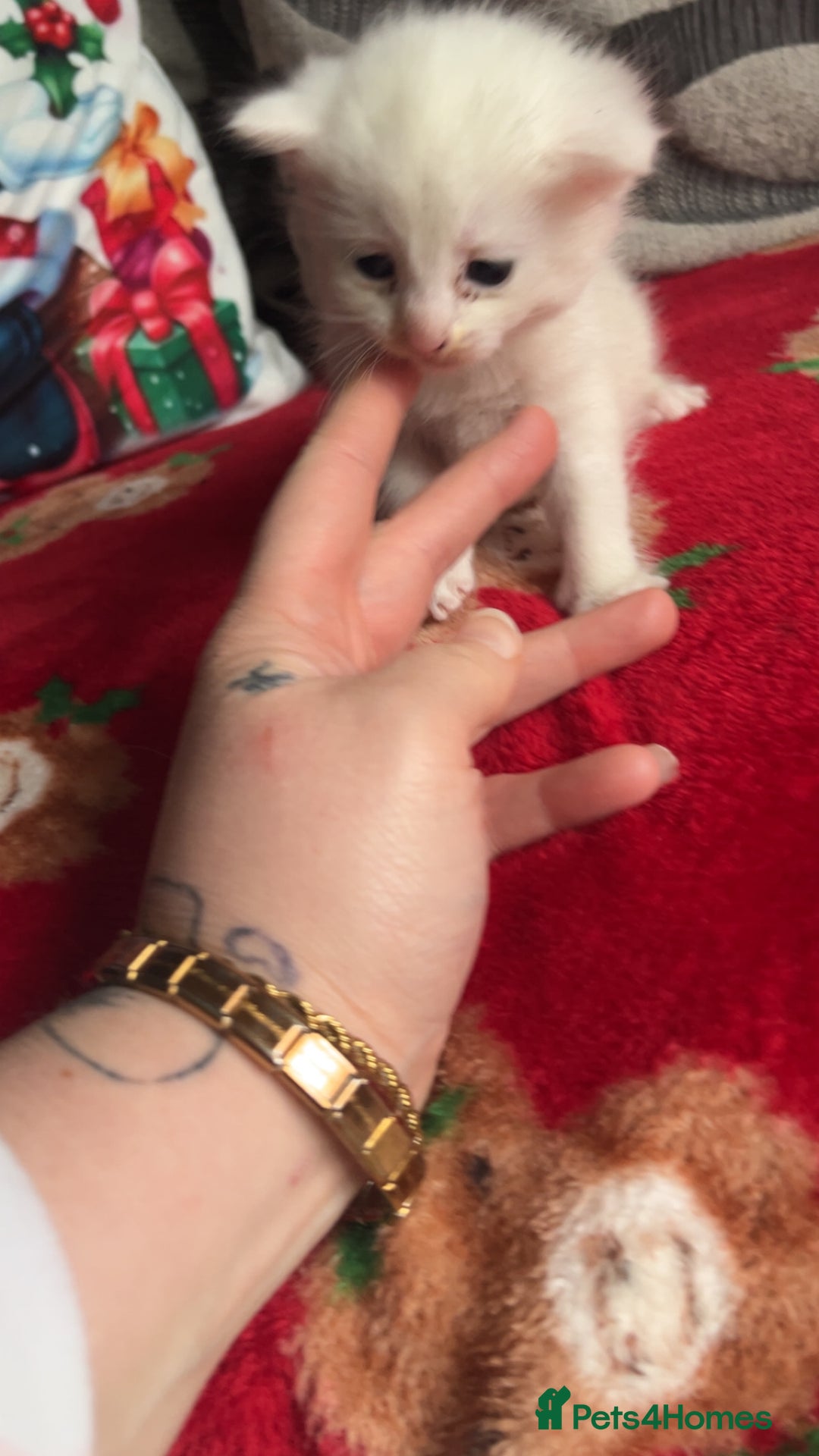 Mixed Breed cats for sale: 4 beautiful little girls looking for homes  - Advert 2