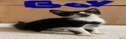 Mixed Breed cats for sale: Bengal cross kittens - Advert 24