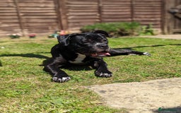 Mixed Breed dogs for sale: Male and Female dogs for re-home. - Image 4