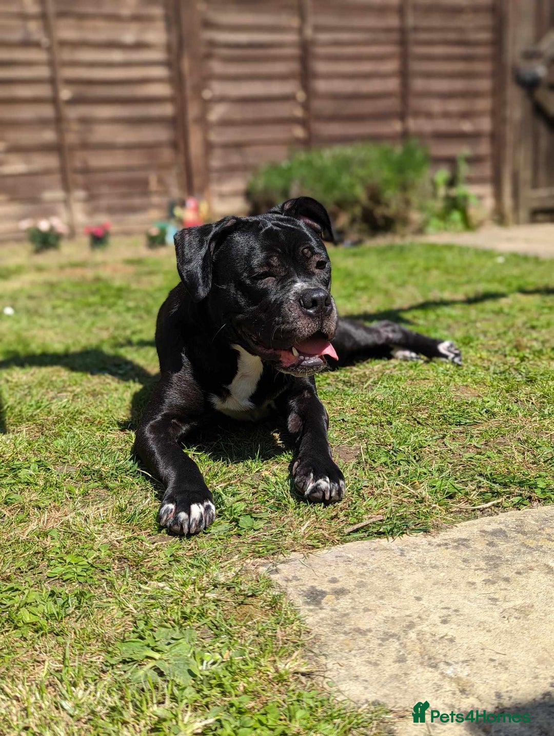 Mixed Breed dogs for sale: Male and Female dogs for re-home. - Image 4