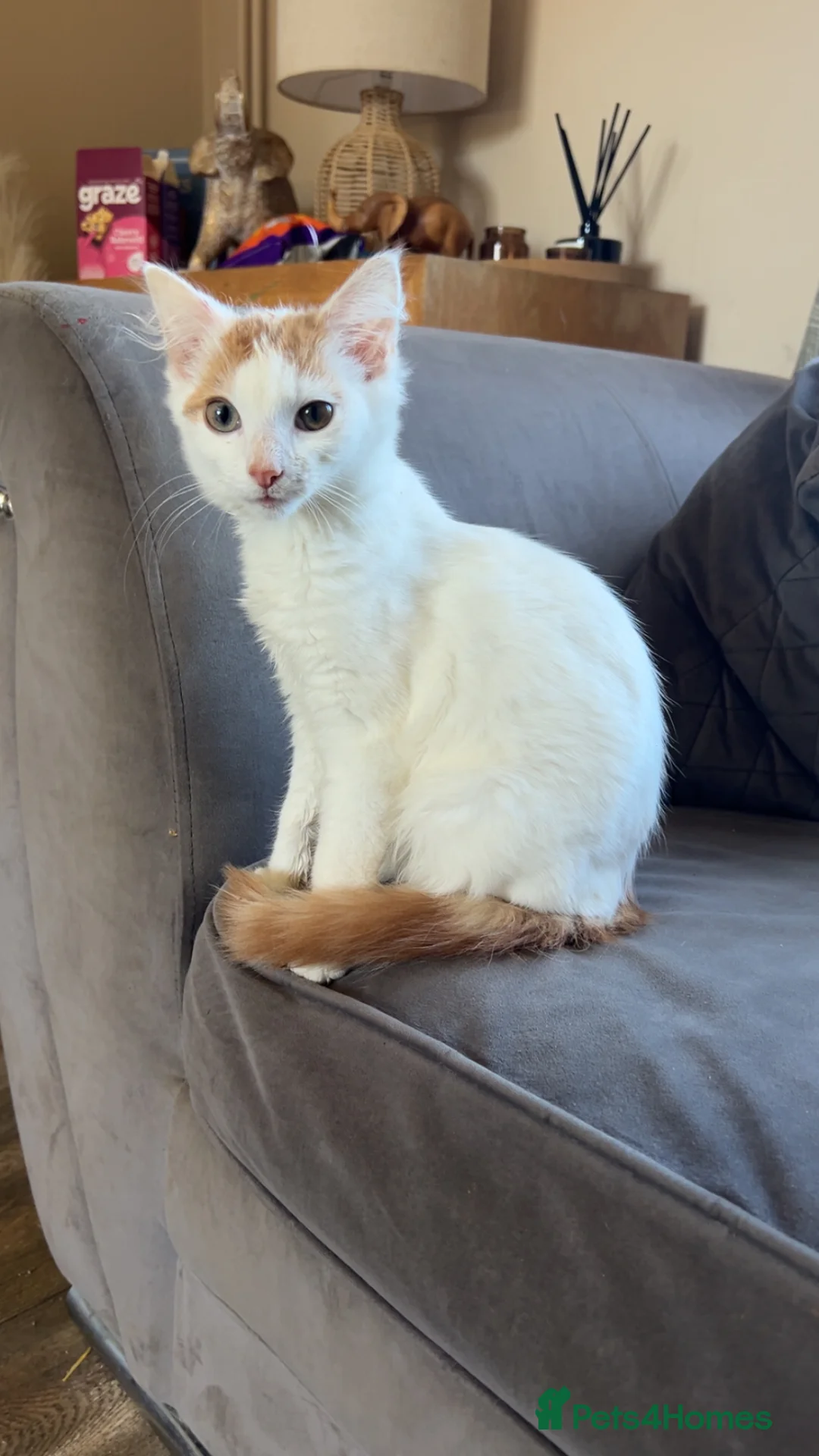 Mixed Breed cats for sale: Kitten looking for a loving home - Advert 5