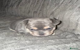 Mixed Breed dogs for sale: Frenchie cross puppy’s (80% frenchie) - Advert 4