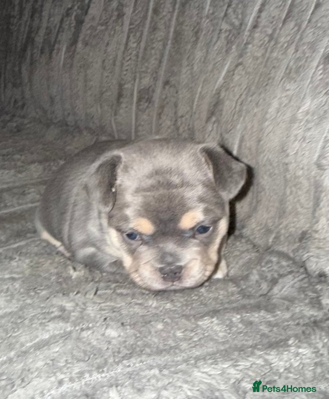 Mixed Breed dogs for sale: Frenchie cross puppy’s (80% frenchie) - Advert 4