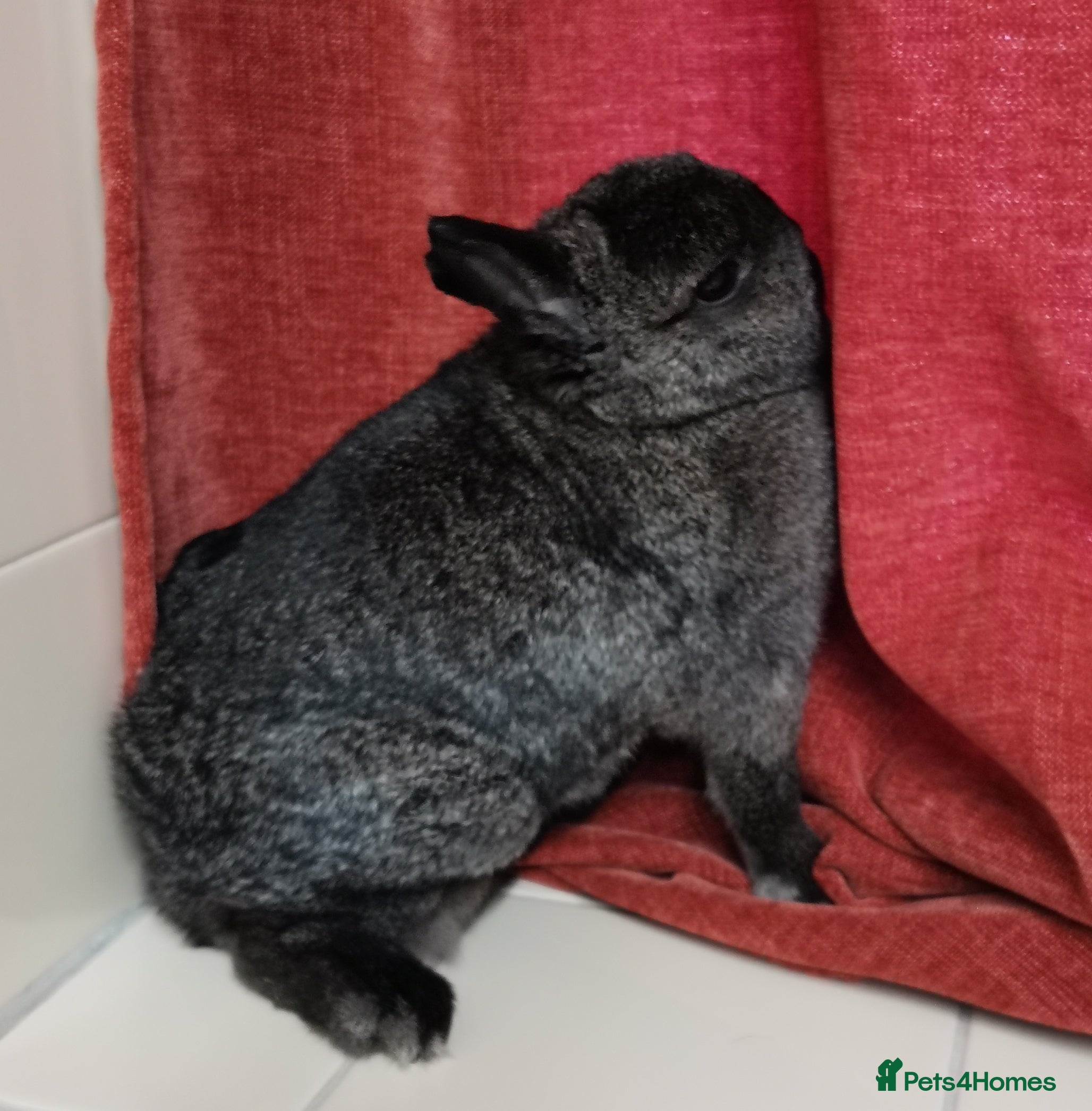 Netherland Dwarf rabbits Netherland Dwarf Rabbit  - Advert 14