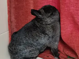 Netherland Dwarf rabbits Netherland Dwarf Rabbit - Advert 14