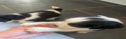 Mixed Breed dogs for sale: Beautiful beagle x springer puppy’s !! - Advert 4