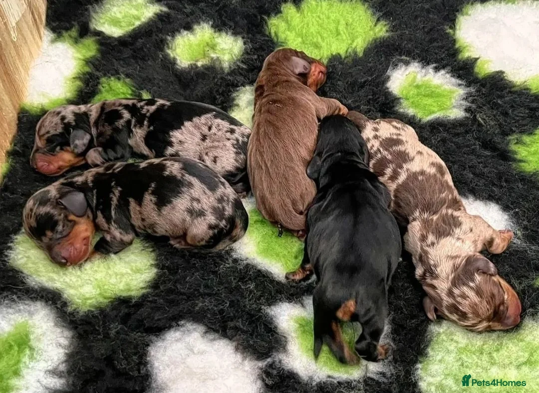 Miniature Dachshund dogs for stud: ** ROGUEROYALES STUD DASH ** PRA Clear in Wolverhampton - Advert 11