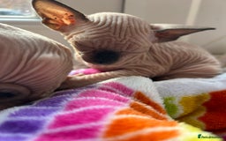 Sphynx cats for sale: Beautiful lot of Sphynx kittens from family pets - Image 5