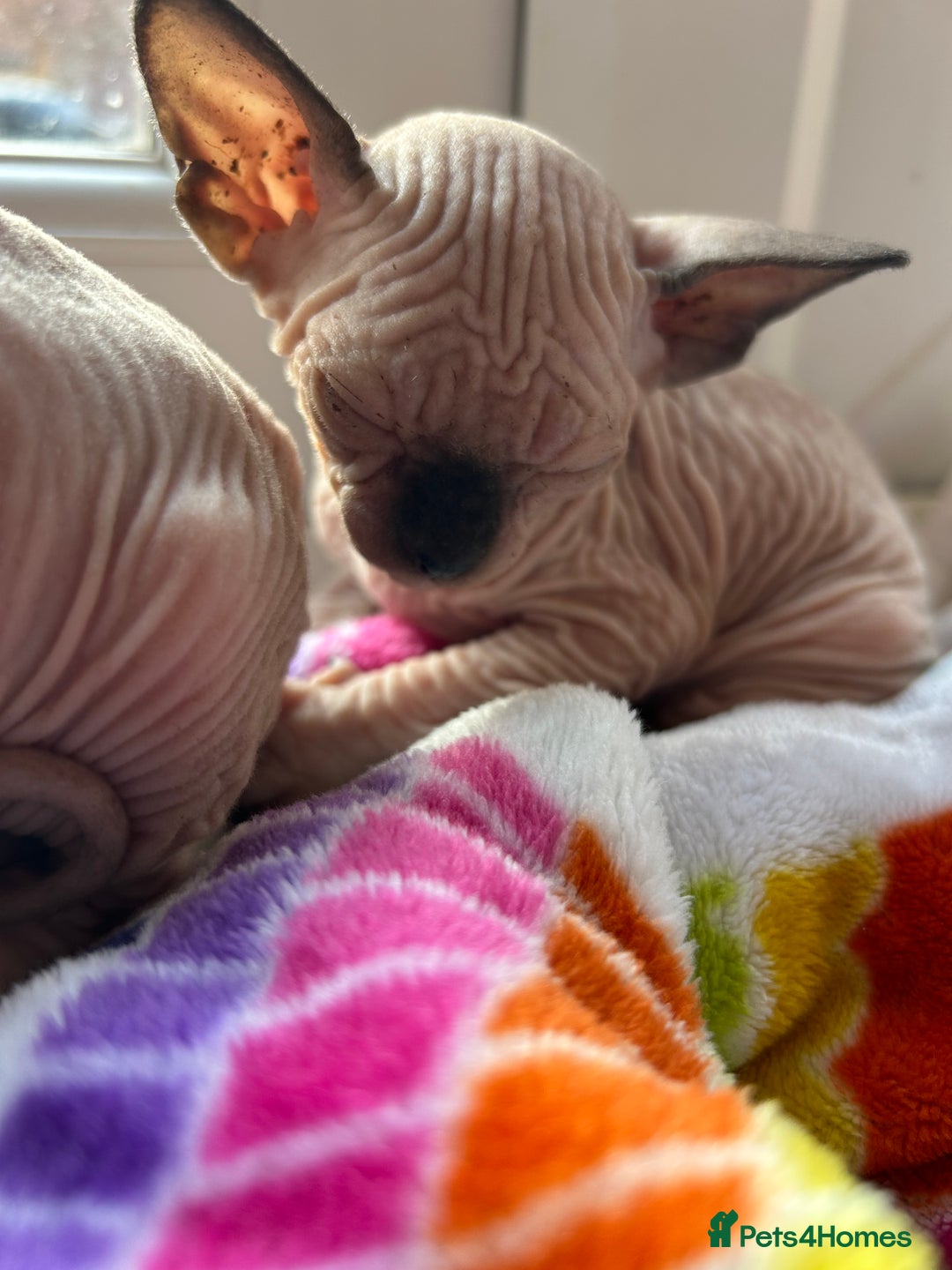 Sphynx cats for sale: Beautiful lot of Sphynx kittens from family pets - Image 5