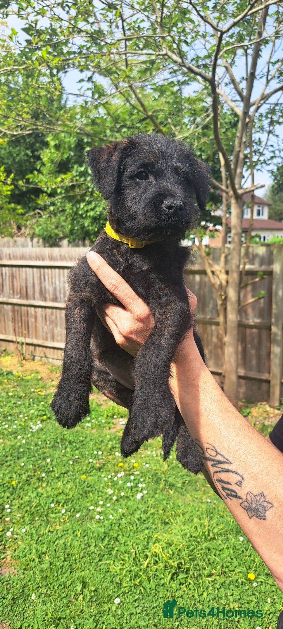 Mixed Breed dogs 1 LEFT💛KC Blue staff X KC Irish terrier puppies   - Advert 2