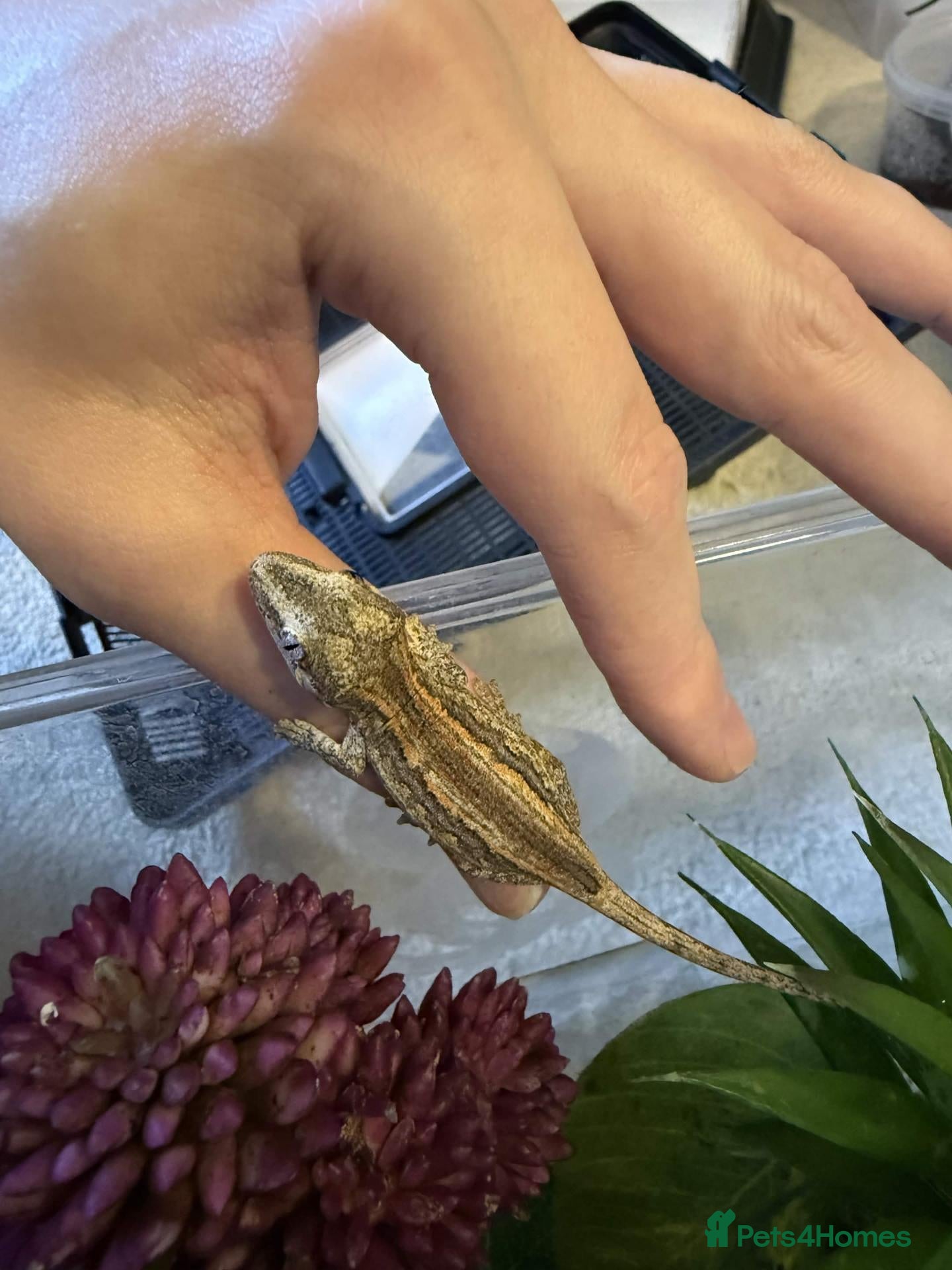 Gecko reptiles 2.5 Month old Gargoyle Geckos - Advert 24
