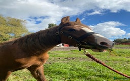 Welsh Section C horses for sale: colt for sale  - Image 8