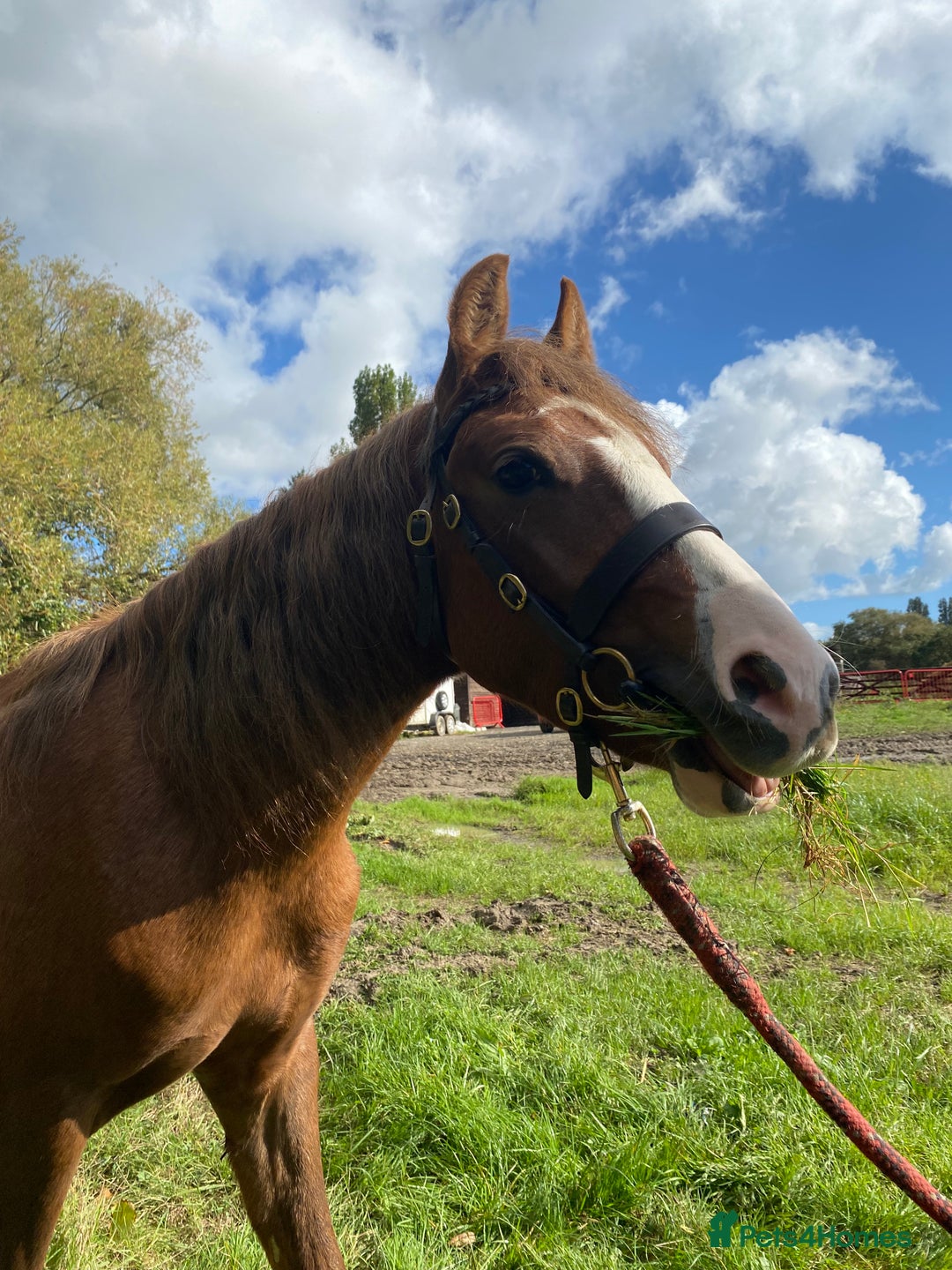 Welsh Section C horses for sale: colt for sale  - Image 8