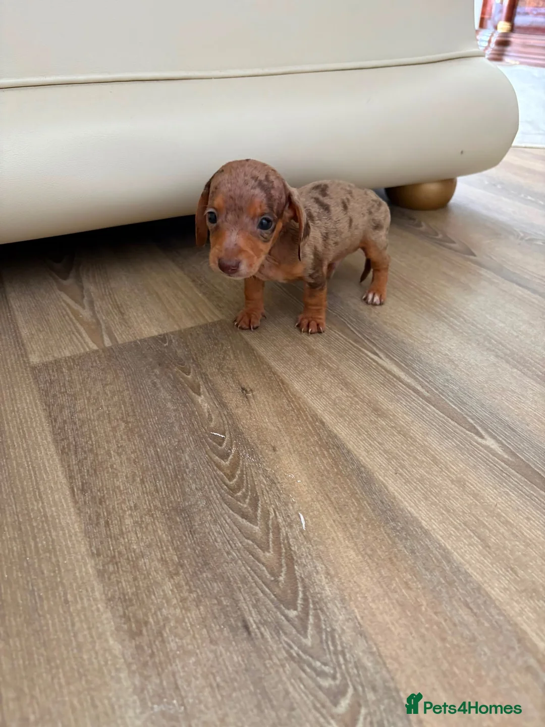 Dachshund dogs for sale: Dachsuand  - Advert 2
