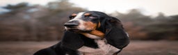 Basset Hound dogs for stud: Quality Health Tested KC Reg Basset Hound at Stud in Bradford - Advert 1