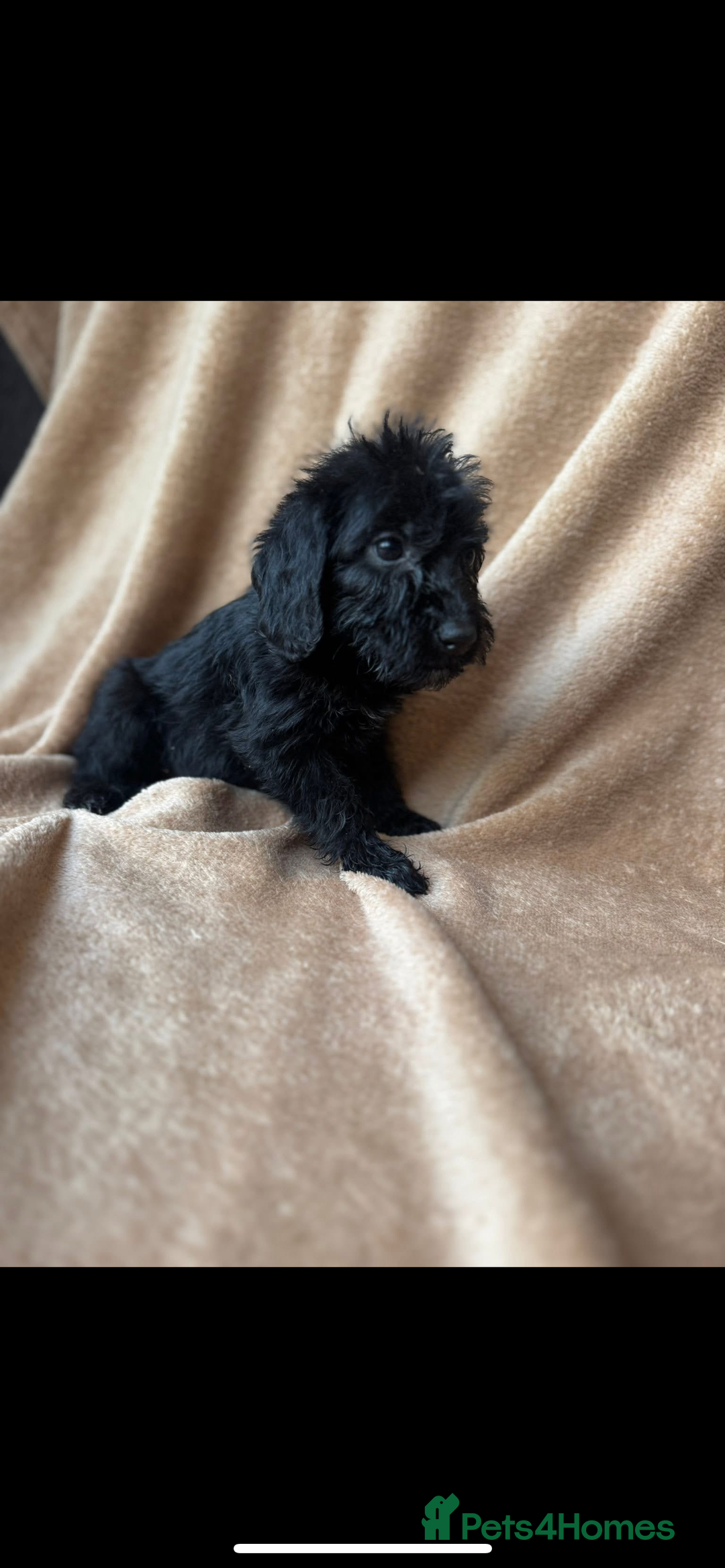 Cockapoo dogs for sale: F1 cockapoos  - Image 4