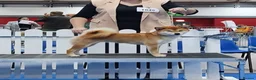 Japanese Shiba Inu dogs for sale: Japanese Shiba inu  - Advert 8