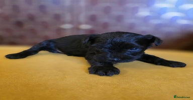 Miniature Schnauzer dogs - Advert 7