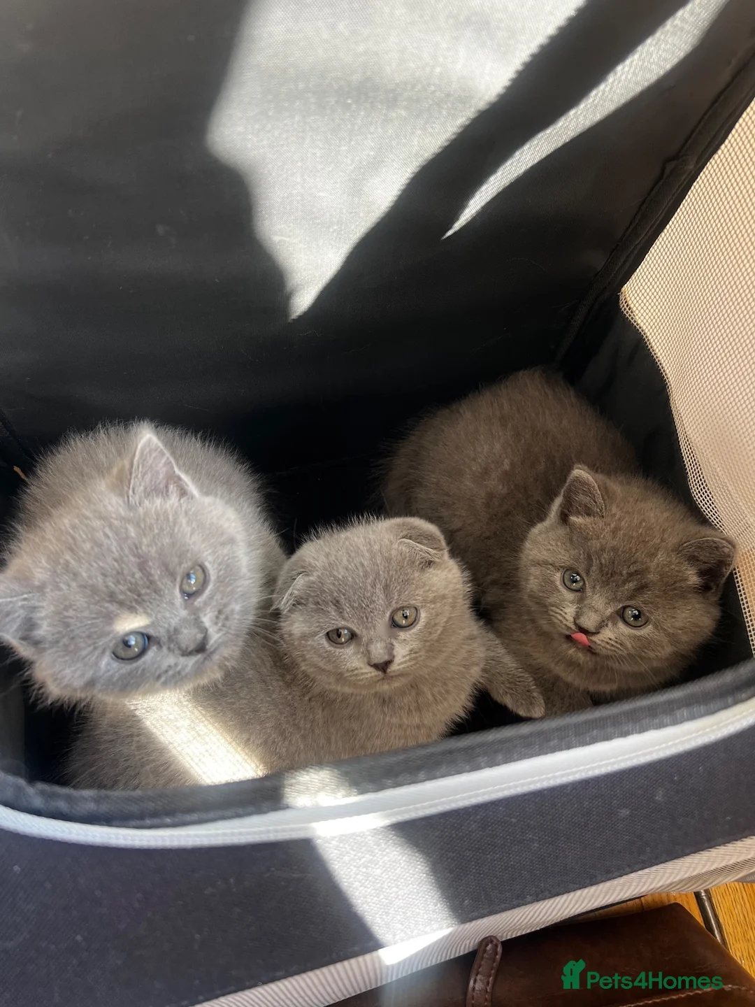 Scottish Fold cats for sale: Beautiful Scottish Fold & British Shorthair - Advert 10