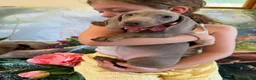 Miniature Dachshund dogs for sale: 💫❤️Supreme miniature dachshund puppies❤️💫  - Advert 10