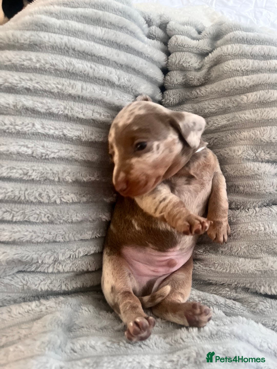 Miniature Dachshund dogs for sale: 🖤🐶Beautiful Miniature Dachshund Puppies🖤🐶!! - Image 4