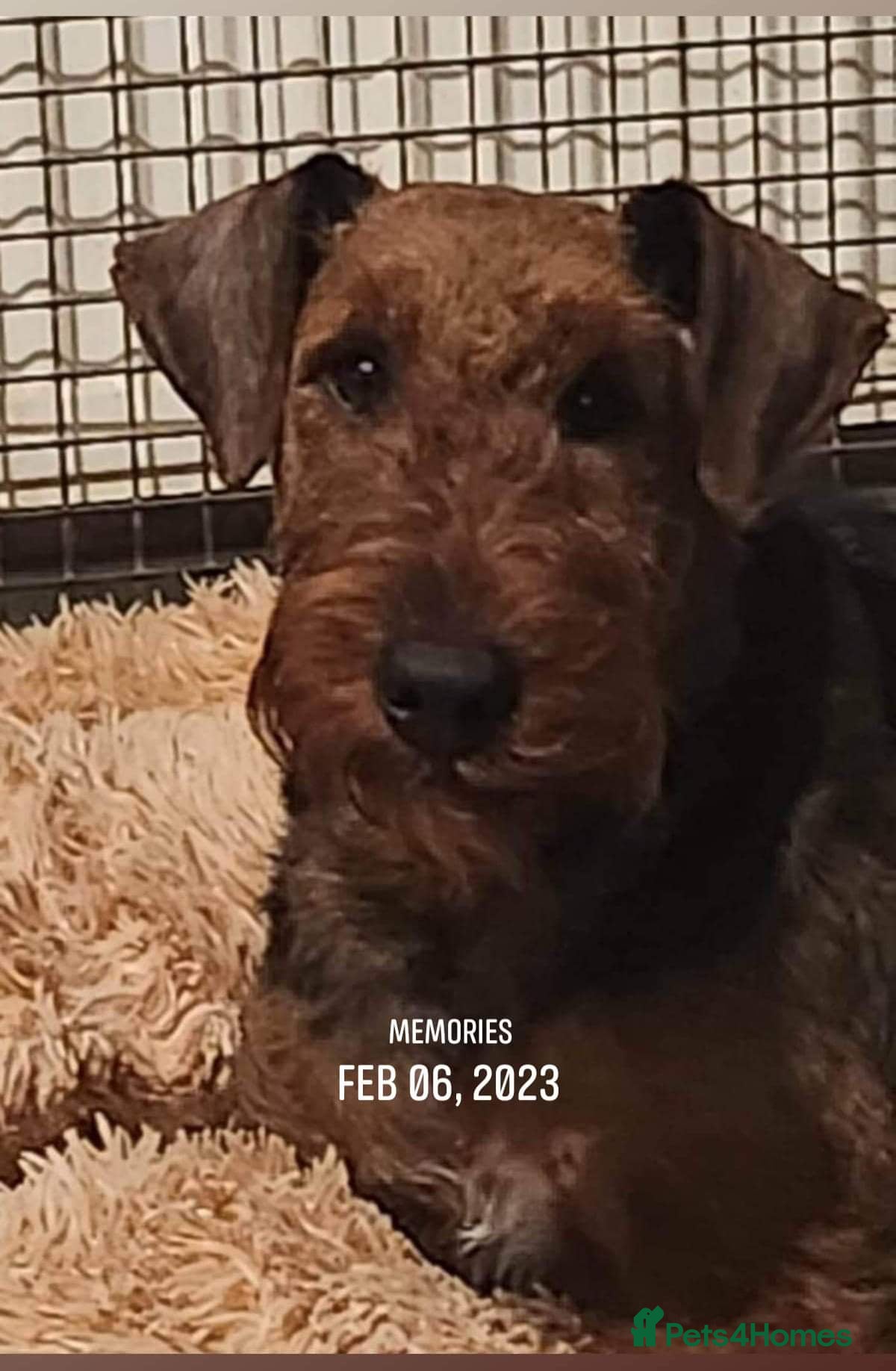 Airedale Terrier dogs Airedale Puppies  - Advert 11