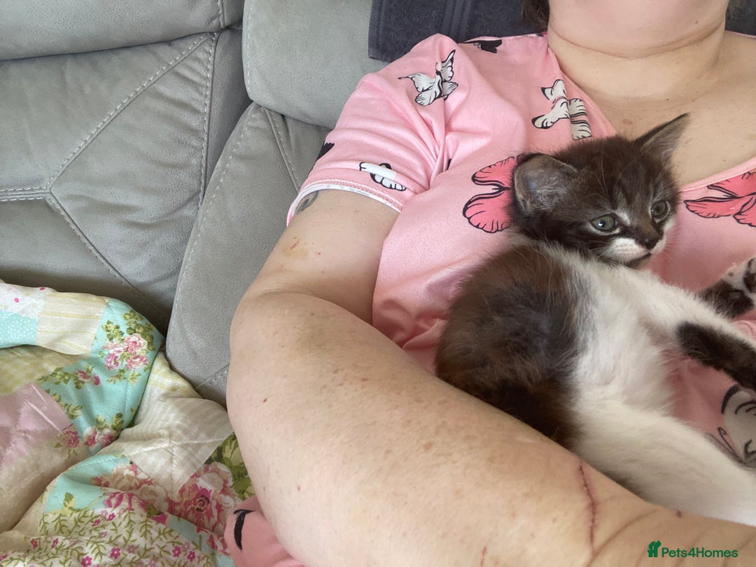 Domestic Shorthair cats for sale: Kitten  - Image 4