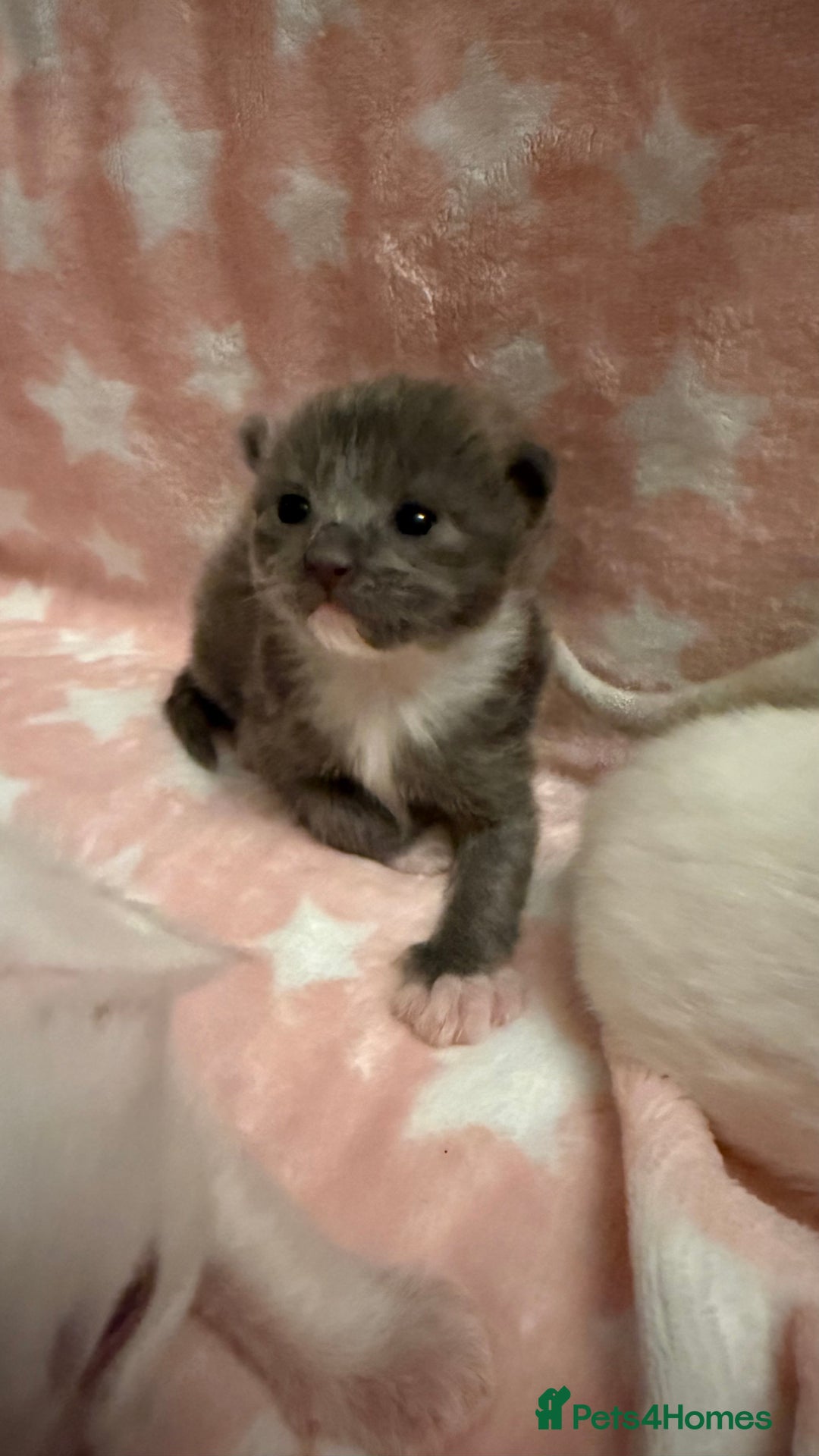 Ragdoll cats for sale: Stunning Ragdoll Kittens girl and boys  - Advert 22