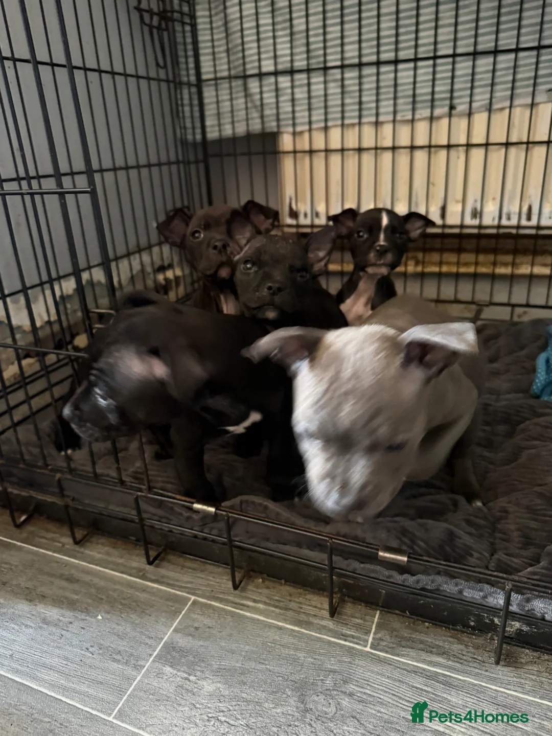Staffordshire Bull Terrier dogs for sale: Luna’s beautiful litter for sale  - Advert 2