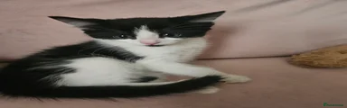 Mixed Breed Kitten 4