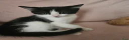 Mixed Breed cats for sale: Kittens - Advert 6