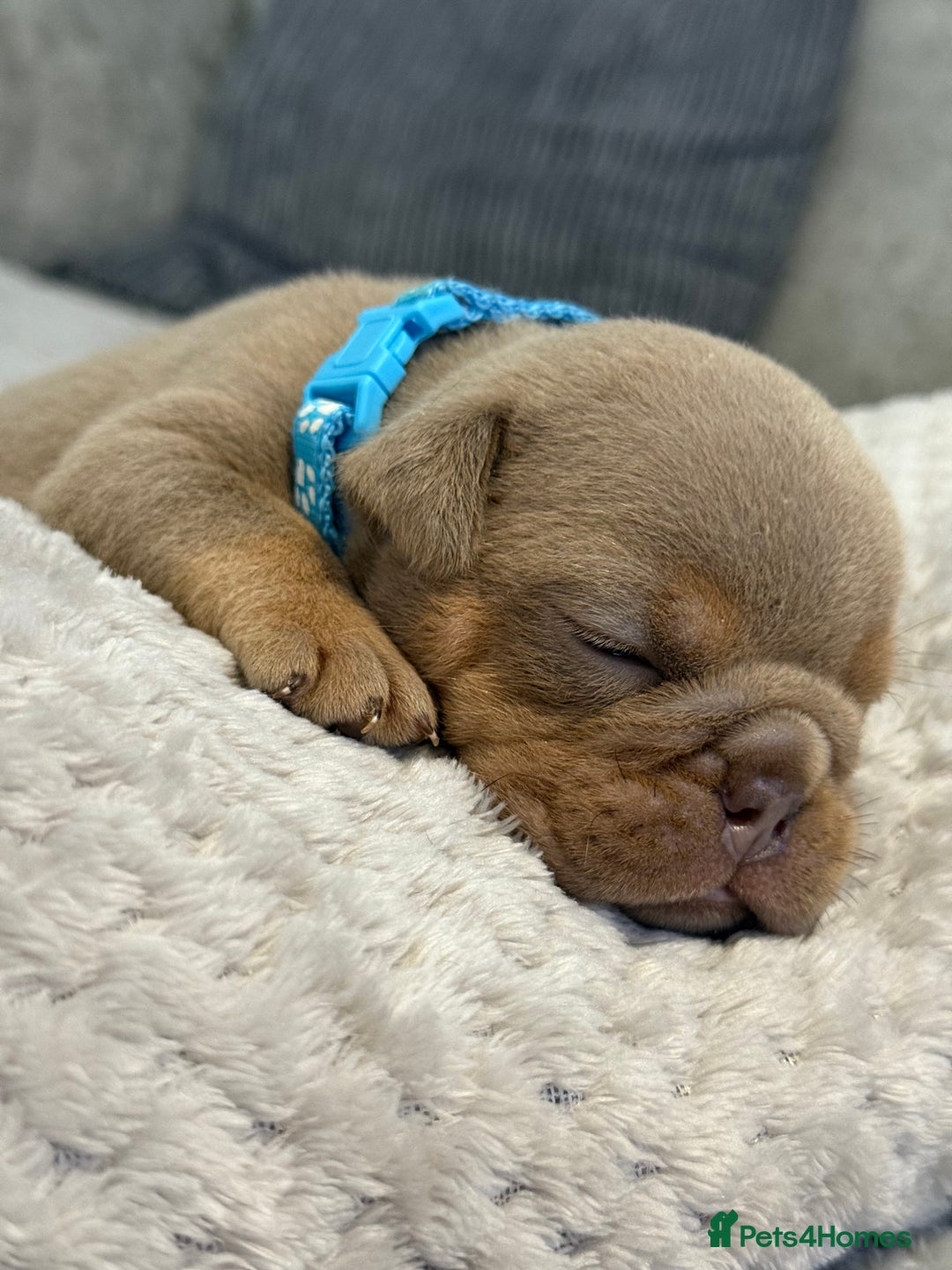 English Bulldog dogs for sale: English Bulldog puppies for sale KC registered  - Image 31