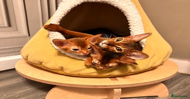Abyssinian cats - Advert 4