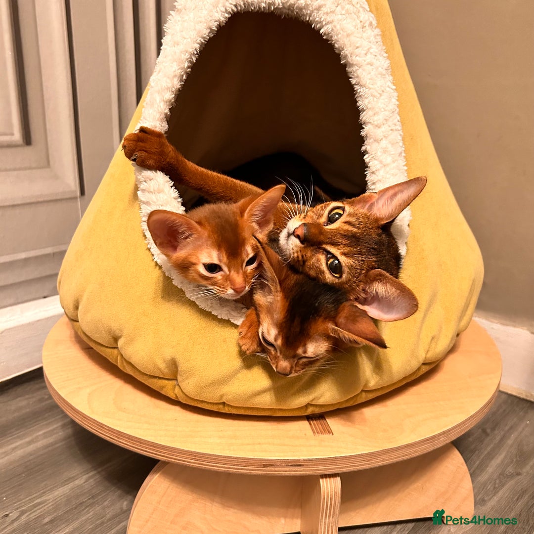 Abyssinian cats for sale: TICA champion line Abyssinian kittens  - Image 2