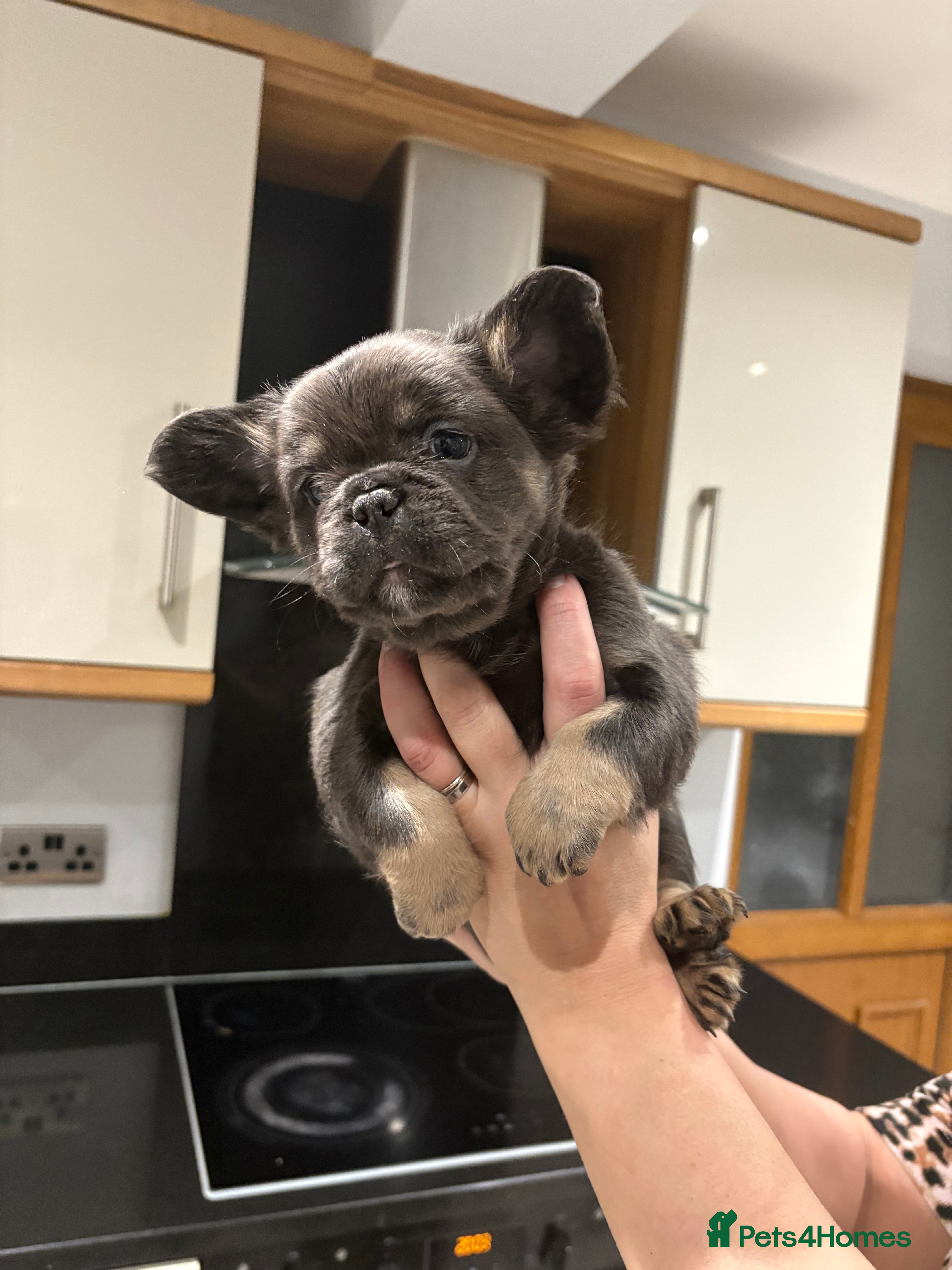 French Bulldog dogs French Bulldog Puppys Ready to go Mon dont mis out - Advert 15