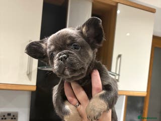French Bulldog dogs French Bulldog Puppys Ready to go Mon dont mis out - Advert 15