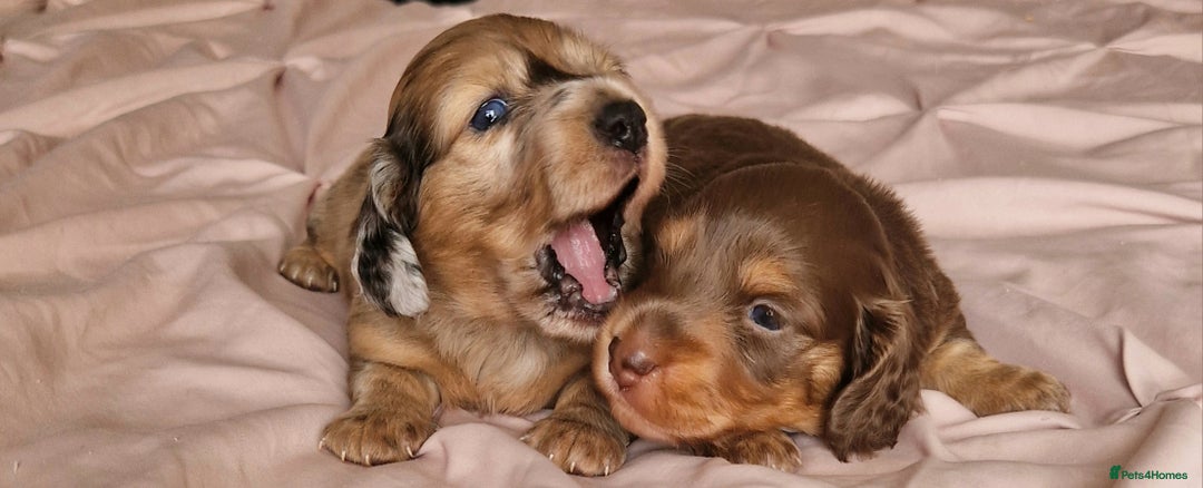 Miniature Dachshund dogs for sale: Long hair minature dachshunds - Image 18