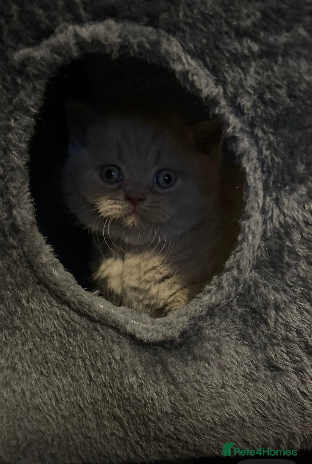 British Shorthair cats for sale: Champion line lilac British shorthair kittens - Advert 5